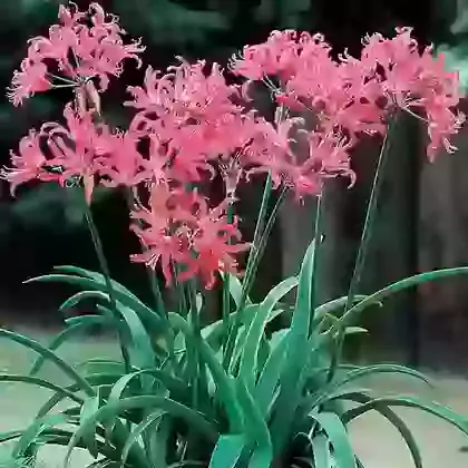 Nerine